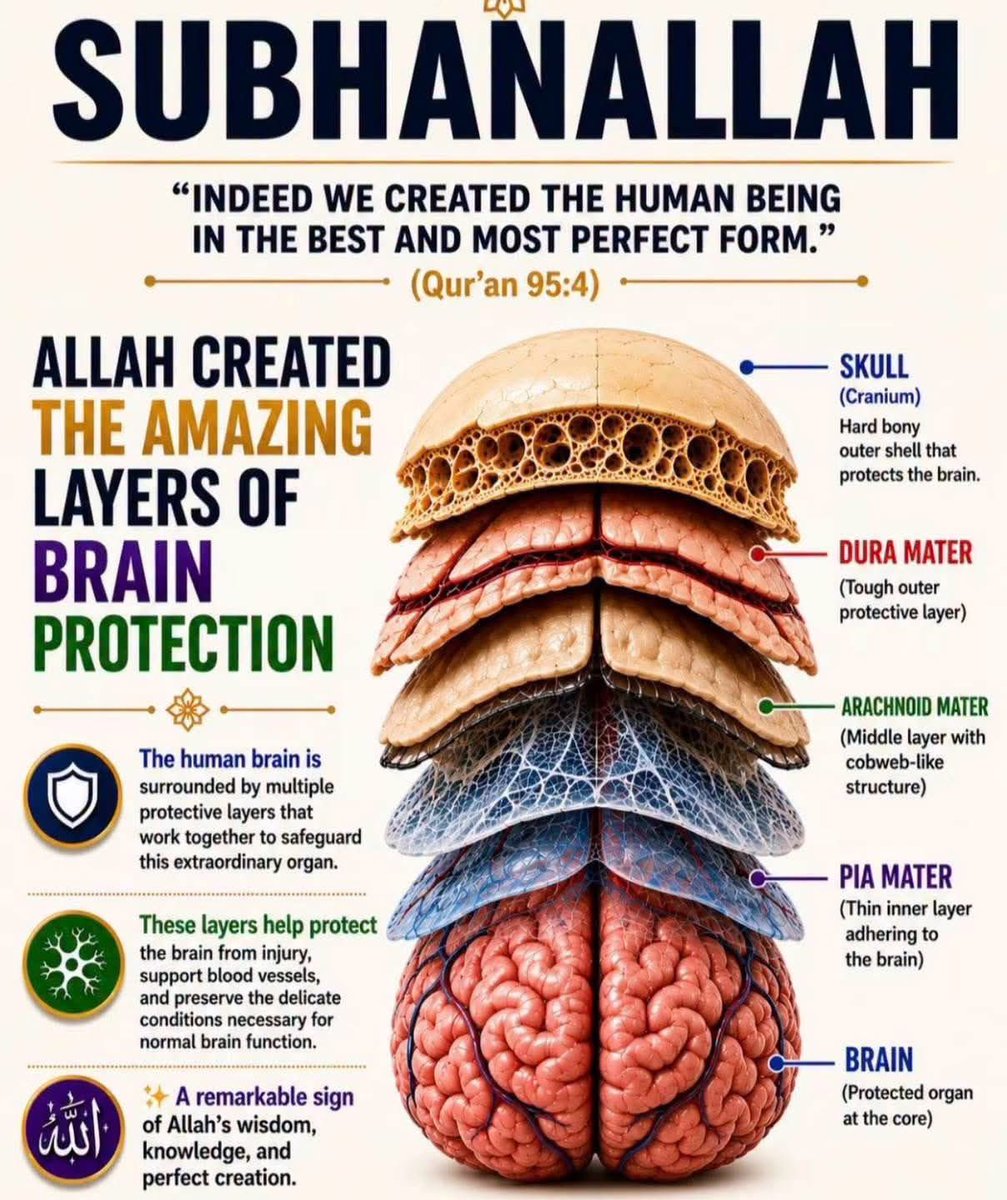 Astridueil's tweet photo. #SubhanAllah 

This article describes the structures that protect the human brain in great detail

1. How is the brain protected?

The human brain is one of the most important organs in the body, so it is protected by many layers.

1. Skull

The brain is protected by a strong outer shell of bone.

It protects it from shock and pressure.

2. Meninges

There are three layers that cover the brain and spinal cord.

• Dura Mater

The outermost layer is very tough.

It stabilizes the brain and protects it from damage.

• Arachnoid Mater

The middle layer is shaped like a spider's web.

Beneath this is a fluid called cerebrospinal fluid (CSF), which acts as a cushion to protect the brain.

• Pia Mater

The innermost layer is directly attached to the surface of the brain.

Contains blood vessels and delivers nutrients and oxygen.

 2. “What aspect of the human body amazes you the most?” 

The brain’s memory system...

The way the heart works...

The ability of the eye to see...

The body’s ability to repair itself...

People are amazed by things like this.

لَقَدْ خَلَقْنَا الْاِنْسَانَ فِيْۤ اَحْسَنِ تَقْوِيْمٍ ۫﴿۴﴾ 
(4) Indeed, We created man in the best of forms.

Quran 95:4

For Muslims, the precision and complexity of the human body are things that remind us of Allah’s wisdom and power.