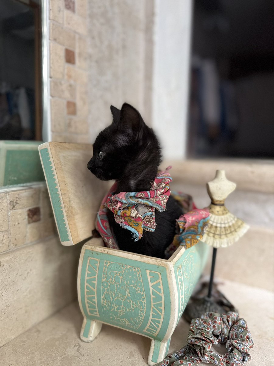 Alina_Gag's tweet photo. Me llamo Máximo. Soy un bebé gatito un poquito tímido. Tengo 3 meses y ojos preciosos. Me encanta descubrir juguetes y dormir. Tengo pelo medio larguito precioso. 

Ya empecé con mi protocolo veterinario y estamos buscando una familia para mi. Mientras yo y mis hermanos estamos https://t.co/kT9wemDoph