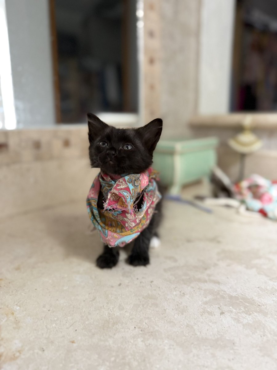 Alina_Gag's tweet photo. Me llamo Fósforo. Soy un bebé gatito juguetón y curioso. Tengo 3 meses y calcetines blancos. Me encanta descubrir juguetes y dormir. Tengo pelo larguito precioso.

Ya empecé con mi protocolo veterinario y estamos buscando una familia para mi. Mientras yo y mis hermanos estamos https://t.co/1gmyQLWeX9