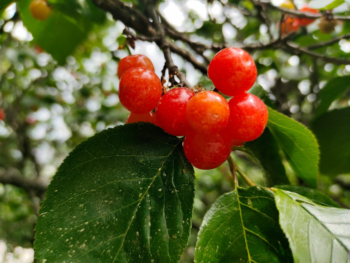 mistl469142's tweet photo. New find alert: The organic cherry tomatoes from local farm are insanely sweet, crisp, and bursting with juice—perfect for summer salads or snacking straight from the container. https://t.co/cARDkOZvKP