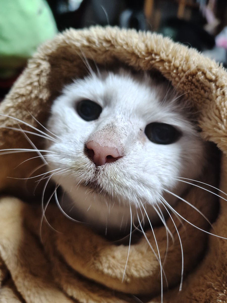 kidouhan_alt's tweet photo. くるまれる猫 https://t.co/FwykLpGhar