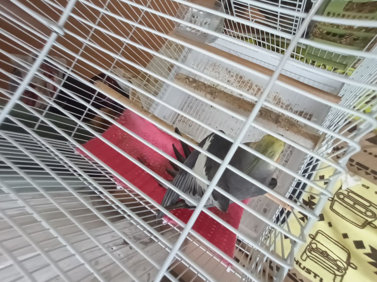urumO5O3's tweet photo. オカメインコを探しています。本日11時頃茨城県神栖市で迷子になりました。
保護された方や見かけた方はDMまでお願いいたします。
本当に些細な情報でも構いません。
むぎくんと呼ぶと反応します。
 #オカメインコ  #神栖   #茨城県  #迷子インコ  #インコ迷子 https://t.co/lIdSJRYgRH