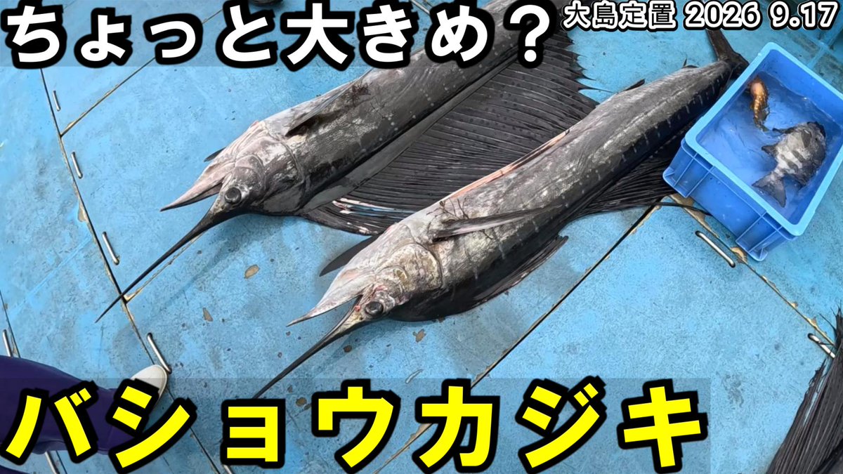 yaoti0040's tweet photo. https://t.co/jLObxplhkU
本日の漁の動画も17時公開です
海中映像もあります
連日いい風吹いて相変わらずのシイラと少し大きめ？バショウカジキでした

少しでもおもしろいと思ってくれたら チャンネル登録、高評価おねがいします

#漁師
#定置網
#若狭 https://t.co/jOLqVf7eZi