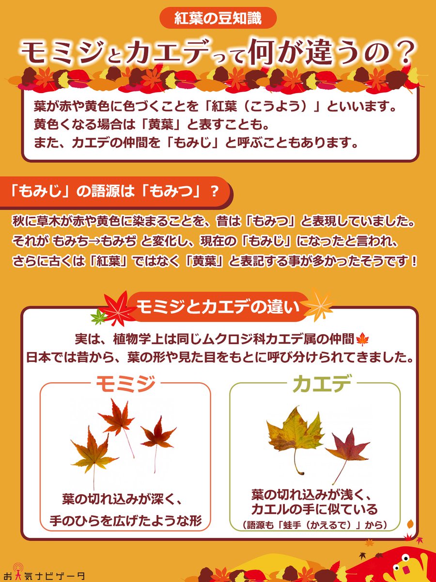 tenkitokurasu's tweet photo. 🍂9月も半ばを過ぎ、紅葉を見に行く方は
そろそろお出かけの計画を立てる頃でしょうか？🍁

せっかくの紅葉をもっと楽しむために、
知っておきたい「紅葉の豆知識」をご紹介します✨

今回のテーマは、
「モミジとカエデの違い」🍁
実は意外と知らない、この違い👀💭

紅葉シーズンを前に、
ぜひチェックしてみてくださいね📱✨

🍁紅葉の豆知識
https://t.co/tMUkB0bfn5
最新「登山指数」をお届け⛅
フォロー（@tenkitokurasu）して安全登山に役立ててくださいね。