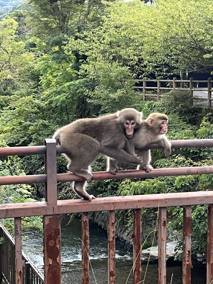 ryokanmanryou's tweet photo. 今朝湯河原で15匹くらいの猿に襲われて救急搬送されたって町からのお知らせ。
40代男性が襲われたって僕は元気です。
ロックにちょっかい出してきそうになったことがあるので威嚇して追い払うようにしてます。 https://t.co/b0Fn0ek5Z7
