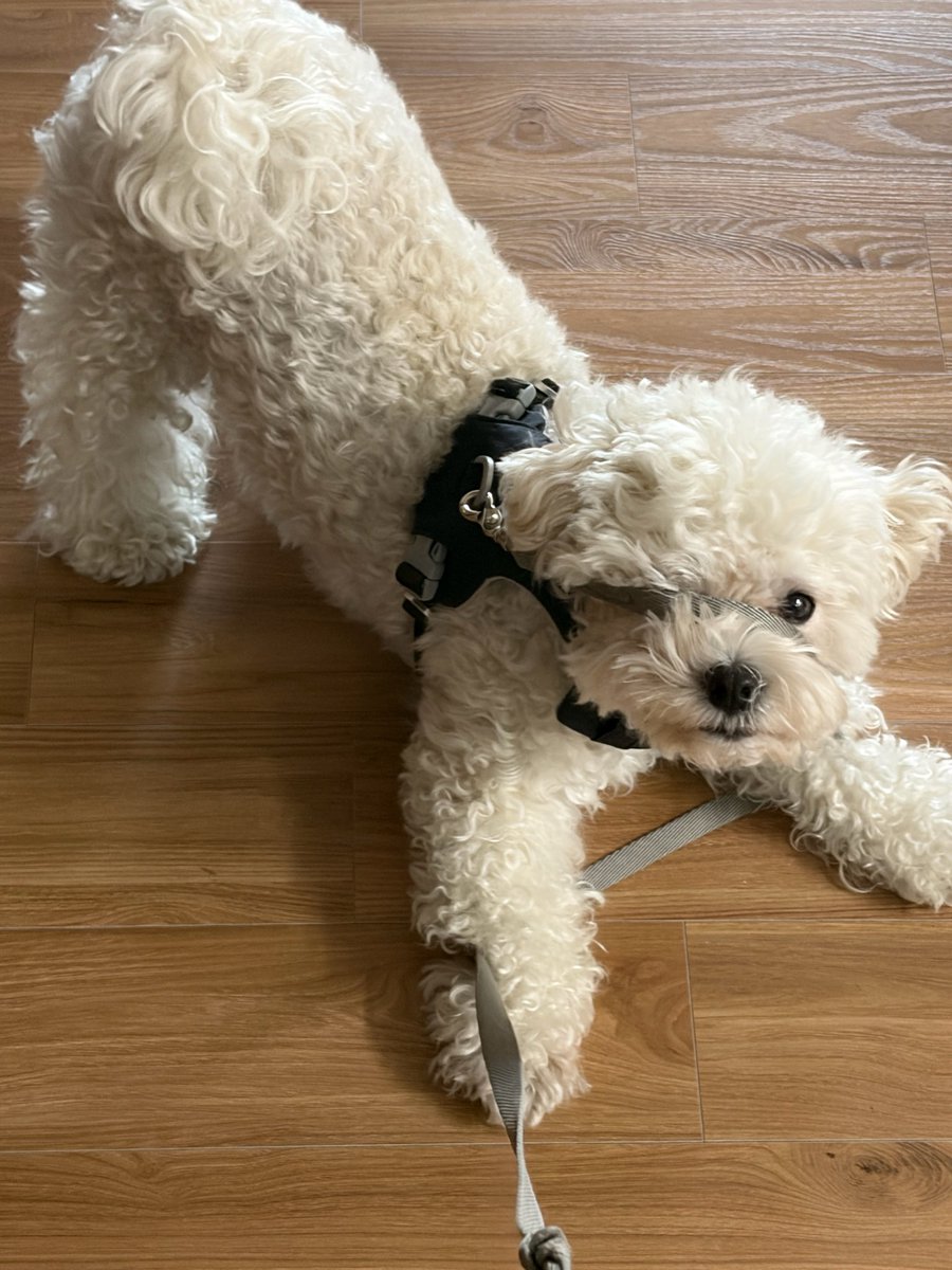 syechni's tweet photo. 산책 준비자세가 어제랑 너무 다른데
🐶 설이는 산책나갈준비가 과하게된거같아

압빠 산책가쟈아..            출발하시죠 아버지. https://t.co/edZHM7djUo