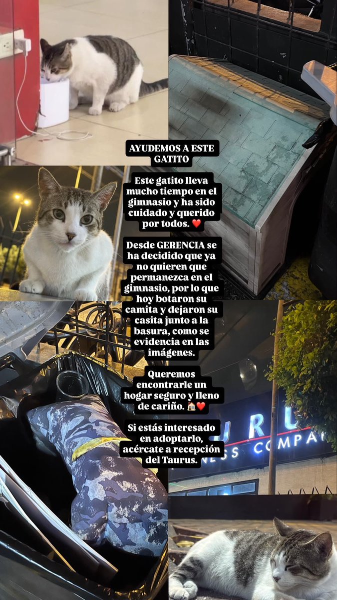 EmergenciasEc's tweet photo. Terrible!!!
Botaron a la calle al gatito que estaba en el Taurus de Samanes.
Lo echaron junto con su camita, asustado y sin entender por qué lo sacaron del único lugar que conocía. ¿Cómo pueden ser tan inhumanos con un ser tan indefenso?
Está ahí afuera, con frío, miedo y desorientado, esperando ayuda.
Él no entiende de maldad, solo necesita un rincón seguro y un poco de amor.
Por favor, si estás cerca, no lo dejes solo.