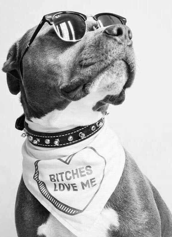 CharleneKn4c's tweet photo. I'm a dog bitch ❤️🐕 Ready for the real action? Jump into my Telegram group for exclusive drops, behind-the-scenes peeks, livestream alerts, and all the good stuff you won’t find anywhere else. Don’t sleep on it join the pack now. ❤️🐺👇🏻
https://t.co/dBwgBV8I2d… https://t.co/lAtSJm6DKq