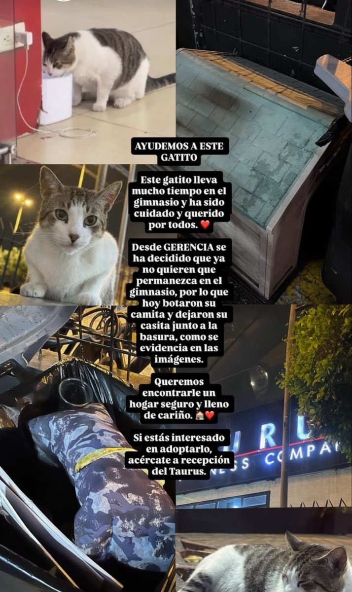 juliocesarpadi4's tweet photo. Que vergüenza Taurus gym samanes,  es un gatito gordo q siempre recibe a las personas y no molesta en nada
#abandonoanimalecuador #gatos #taurusgym #proteccionanimal #animalprote https://t.co/HirAmEQZZx