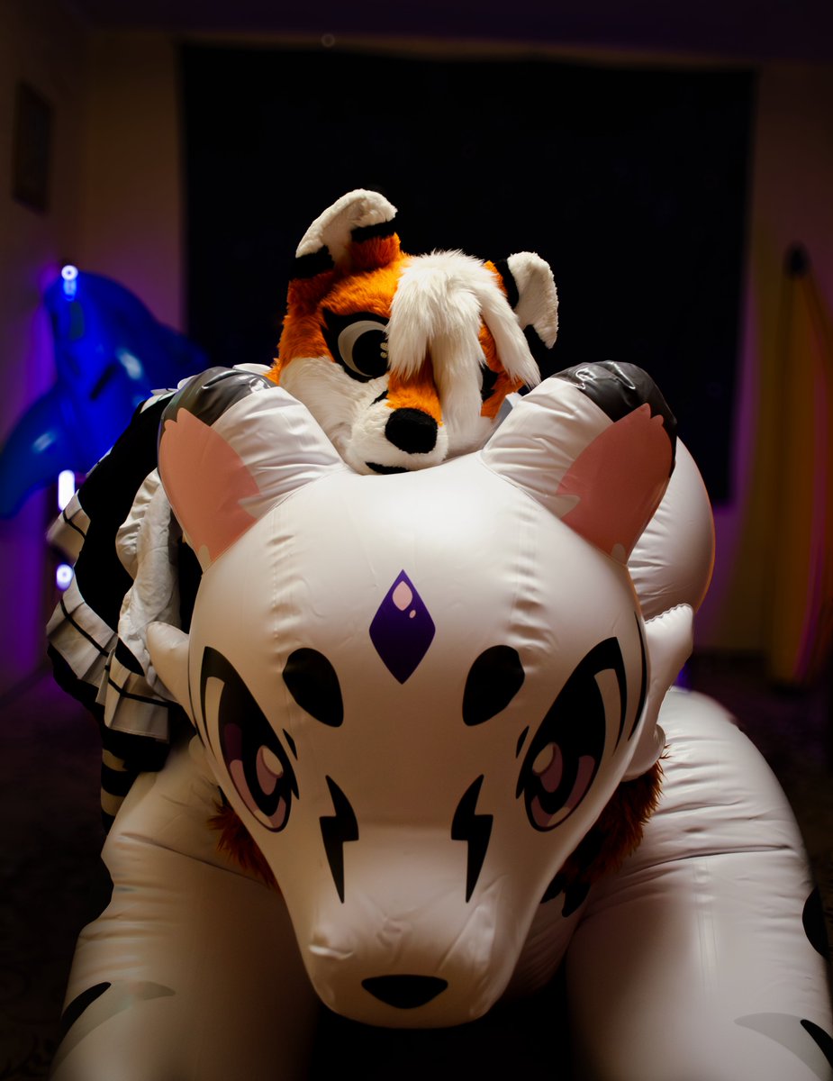 DUni_Protogen's tweet photo. @milafluffyfox came by, and they also brought a tiger from @FactoryCreature, and this is what came out of it

#inflatable #pooltoy #fox https://t.co/lI8b514ZMV