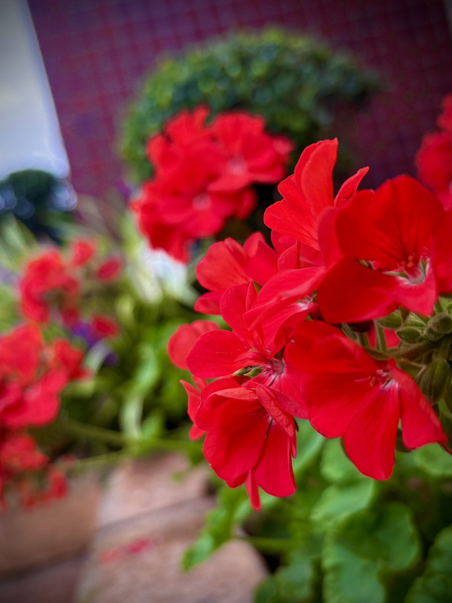 774Ae's tweet photo. 今日はいつまでも歩けそうな
秋の風と温度です。
お出かけ日和ってやつ。
（おはようございます） https://t.co/OTJDxTxR5u