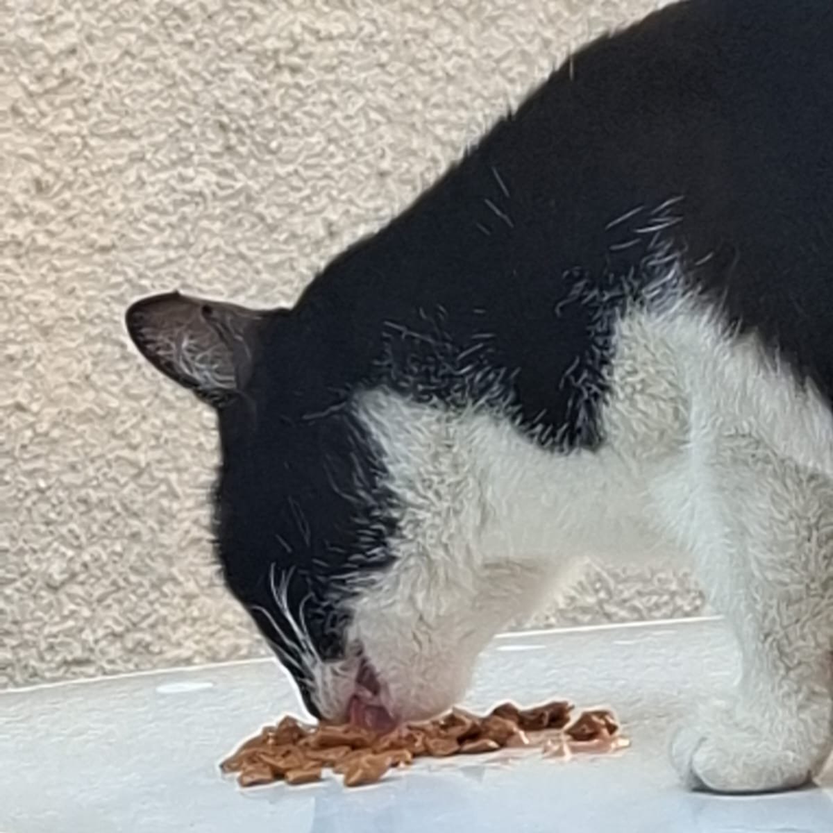 carpenteeilish's tweet photo. oi pessoas, POR FAVOR quem puder, peço AJUDA pra comprar a RAÇÃO dos Gatos e Cachorros q minha mãe Alimenta na Rua há 20 anos

no momento tô desempregada e só com o salário do meu pai fica difícil, Obrigada desde já

PIX: (11)95790-1484
PIX: francisco.dgivaldo@hotmail.com https://t.co/6OLdV3tGsJ