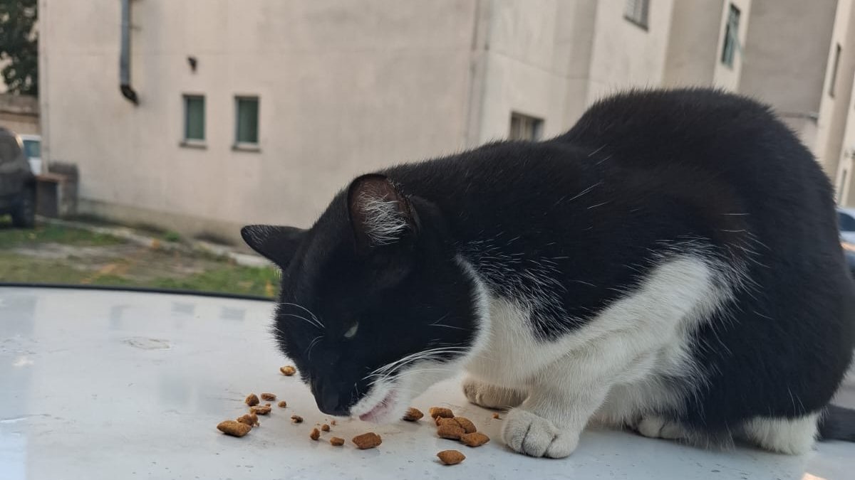 carpenteeilish's tweet photo. oi pessoas, POR FAVOR quem puder, peço AJUDA pra comprar a RAÇÃO dos Gatos e Cachorros q minha mãe Alimenta na Rua há 20 anos

no momento tô desempregada e só com o salário do meu pai fica difícil, Obrigada desde já

PIX: (11)95790-1484
PIX: francisco.dgivaldo@hotmail.com https://t.co/6OLdV3tGsJ
