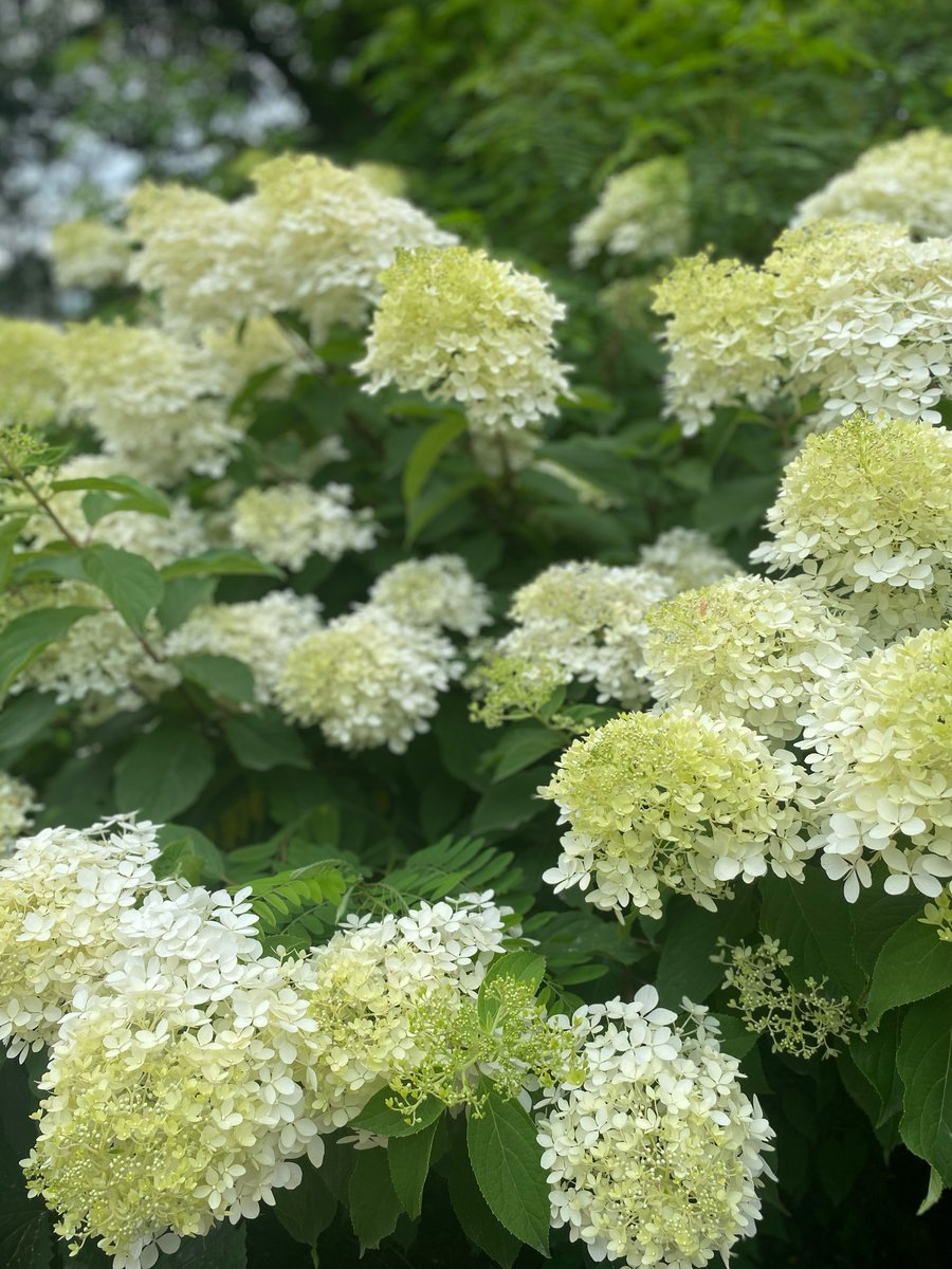 MitchellCobx6g's tweet photo. Photo by Олег Костровский on July 25, 2026. May be an image of flower and text. https://t.co/xPT00oAX7u