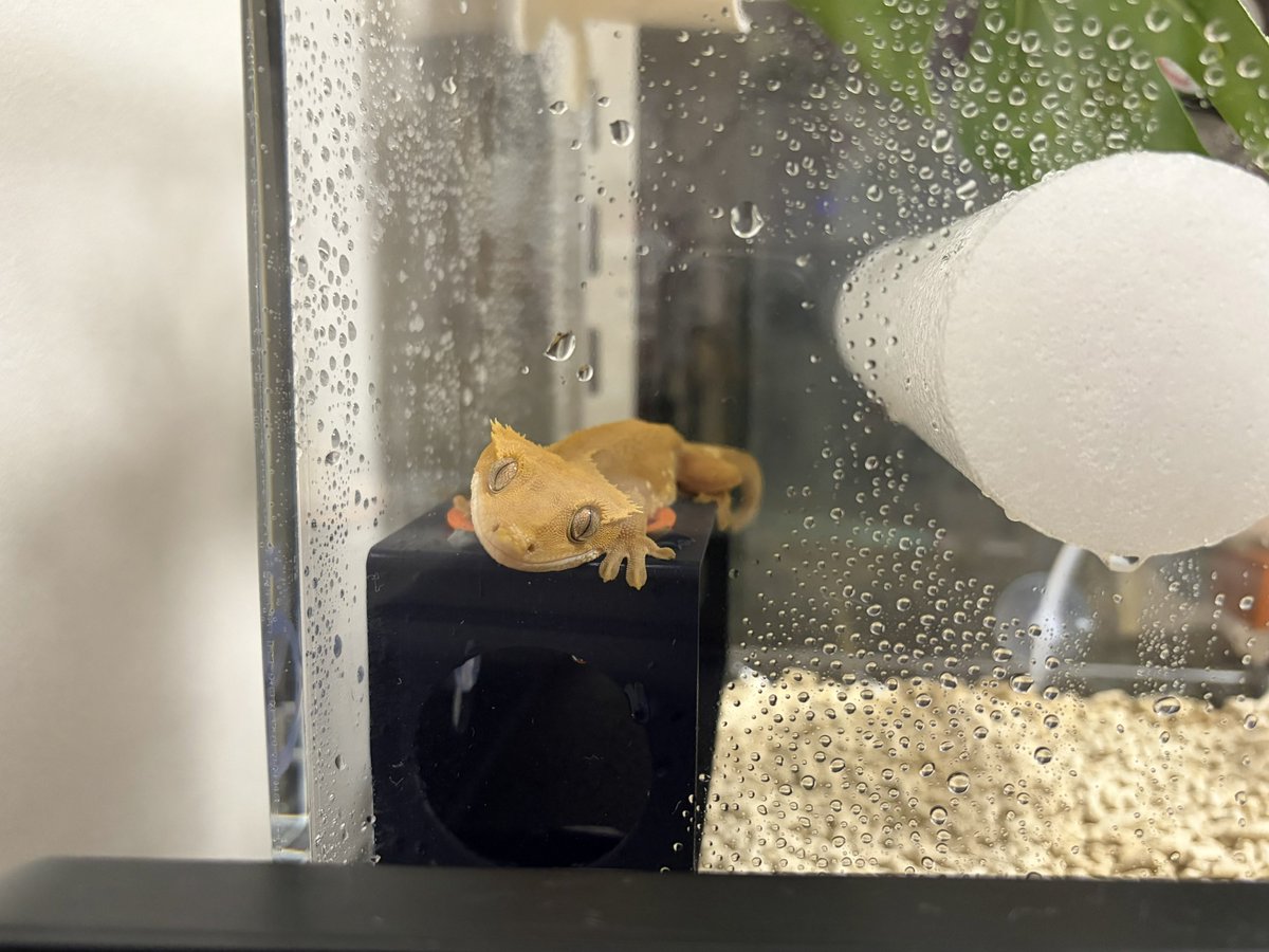 EMchaK09's tweet photo. 首傾げて人を観察すんのやめwwwwww
ちょっと慣れてきたな🤏🏿 https://t.co/8XIPNQJtRA
