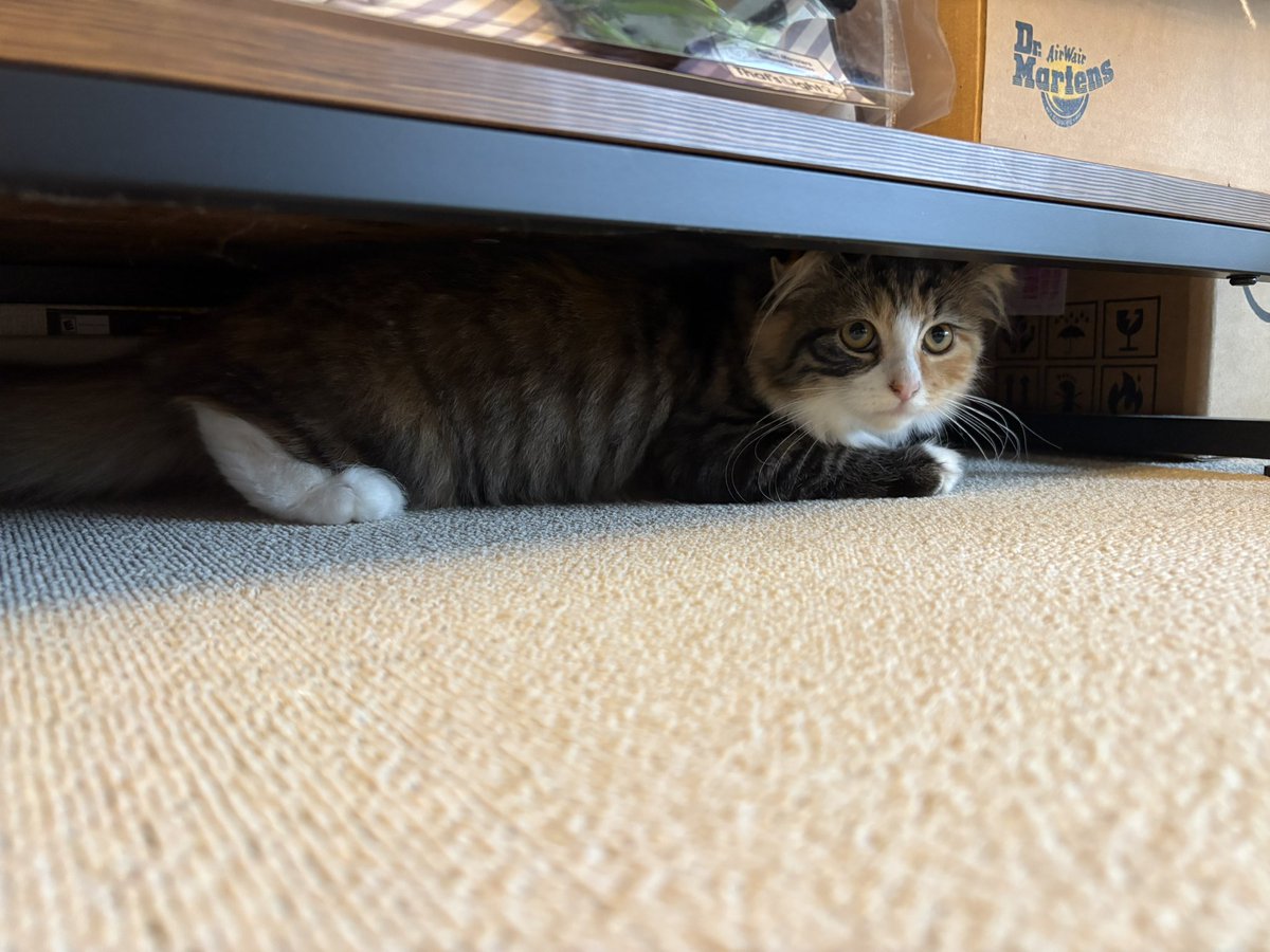 yatarogh's tweet photo. レート戦になった途端コレですわ😇
私同様仙台のチケット待たされてる皆様、我が家のぬこで癒されて下さい😺 https://t.co/m3behCkqpN