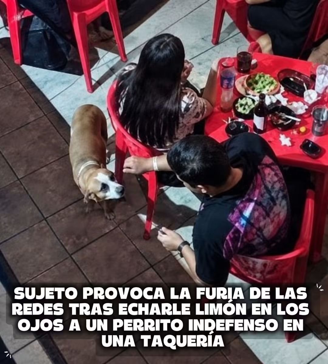 Perrosenlacalle's tweet photo. 🚨 ¡INDIGNANTE! CAPTAN A SUJETO ECHÁNDOLE LIMÓN EN LOS OJOS A UN PERRITO CALLEJERO EN UNA TAQUERÍA 🐾😡
Un repudiable acto de crueldad animal se volvió viral en las últimas horas y ha encendido la furia de miles de usuarios en redes sociales. Las cámaras de seguridad de una famosa taquería captaron el momento exacto en el que un comensal agrede de forma cobarde a un perrito comunitario.

El sujeto se encontraba cenando en una sucursal de la conocida cadena Remigio's Tacos and Grill en Reynosa, Tamaulipas. Aprovechando que el lomito se acercó pacíficamente a la mesa, el hombre le exprimió un limón directamente en la cara y los ojos.
La reacción del establecimiento no se hizo esperar. Los dueños del negocio publicaron el video original en sus redes oficiales para exhibir al agresor y anunciaron de manera contundente que este sujeto tiene prohibida la entrada de por vida a todas sus sucursales. 🚫👤

Afortunadamente, los trabajadores de la taquería actuaron de inmediato al percatarse de la situación. Le lavaron el rostro al perrito con abundante agua limpia para aliviarle el ardor. El comercio confirmó que el canino se encuentra sano y salvo. 🐕❤️

La postura de la taquería ha sido aplaudida por miles de internautas, quienes exigen que las autoridades locales identifiquen al agresor para que reciba la sanción penal correspondiente por maltrato animal.

👇 ¿Qué opinas de la respuesta de este negocio? Déjanos tu comentario y comparte para que este tipo de actos no se repitan.
#JusticiaAnimal #NoAlMaltratoAnimal #CrueldadAnimal #Reynosa #Viral