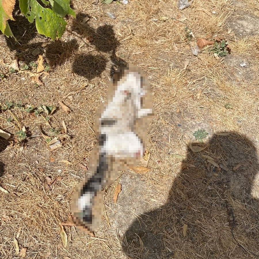 mhahaber_'s tweet photo. Kütahya Çiniciler Çarşısı’nda esnafın beslediği kedi, bacakları kesilmiş halde ölü bulundu. https://t.co/y6FVcPs2u9