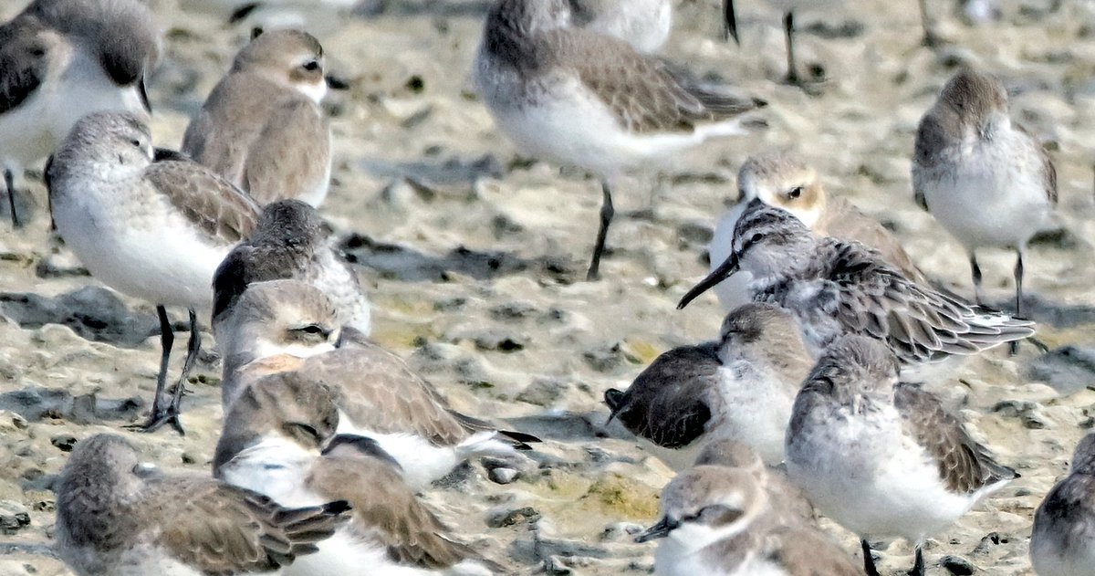 BirdsofBahrain's tweet photo. #Bahrain #Birds among the plovers and small waders, a Broad-billed Sandpiper takes refuge. https://t.co/qlE51N3vsH