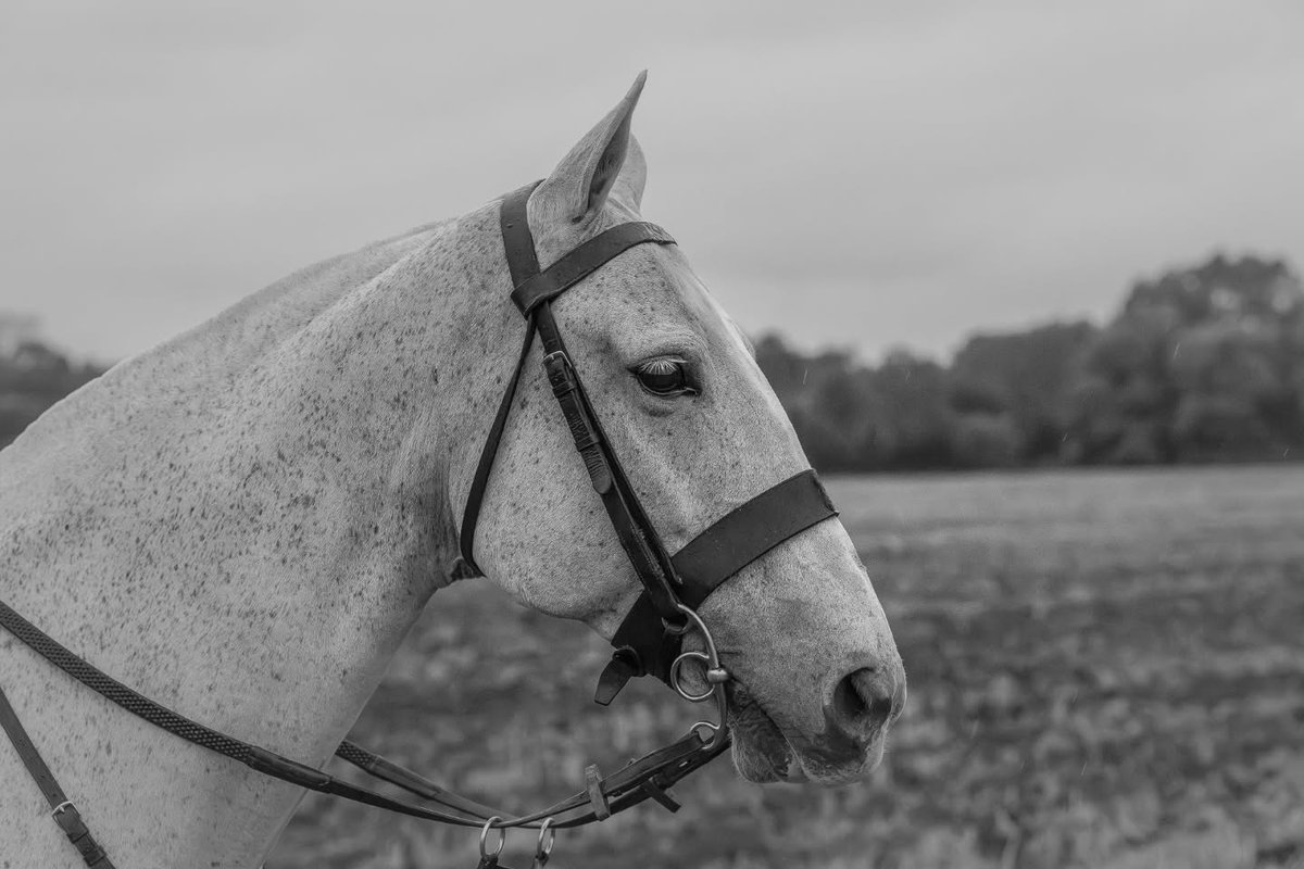 ConchaEversej's tweet photo. Yesterday morning was a little soggy in poor light, giving me a chance to experiment with post-processing on the few photos I captured. No watermark means you can share the love. https://t.co/t9vlX6OT5a