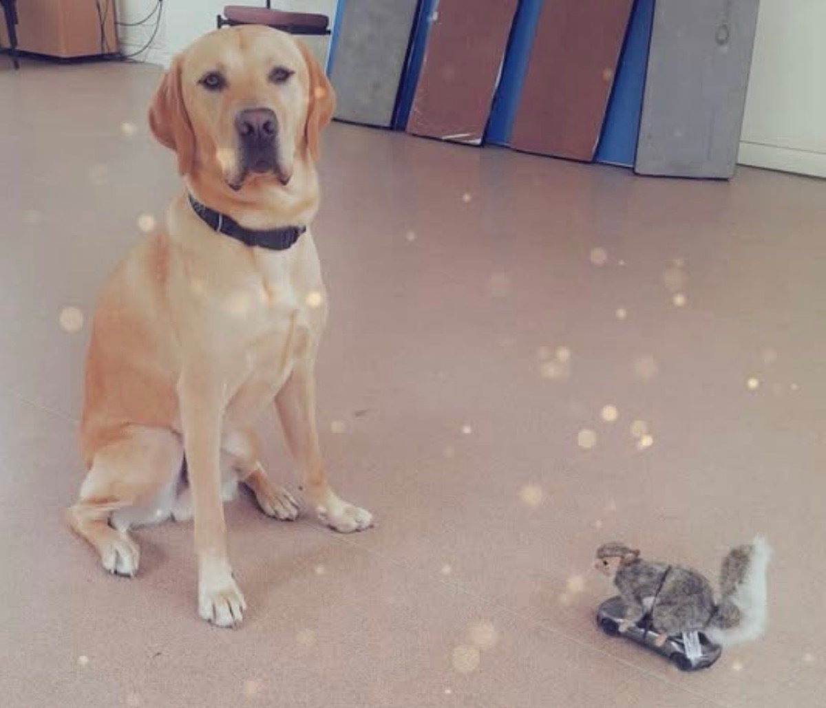 chorleyguidedog's tweet photo. #TrainingThursday. This puppy in training is experiencing a toy squirrel and learning not to react to it!
#Chorley #GuideDogsUK #GuideDogs #GuideDogsForTheBlind https://t.co/6KGXLoCO8e