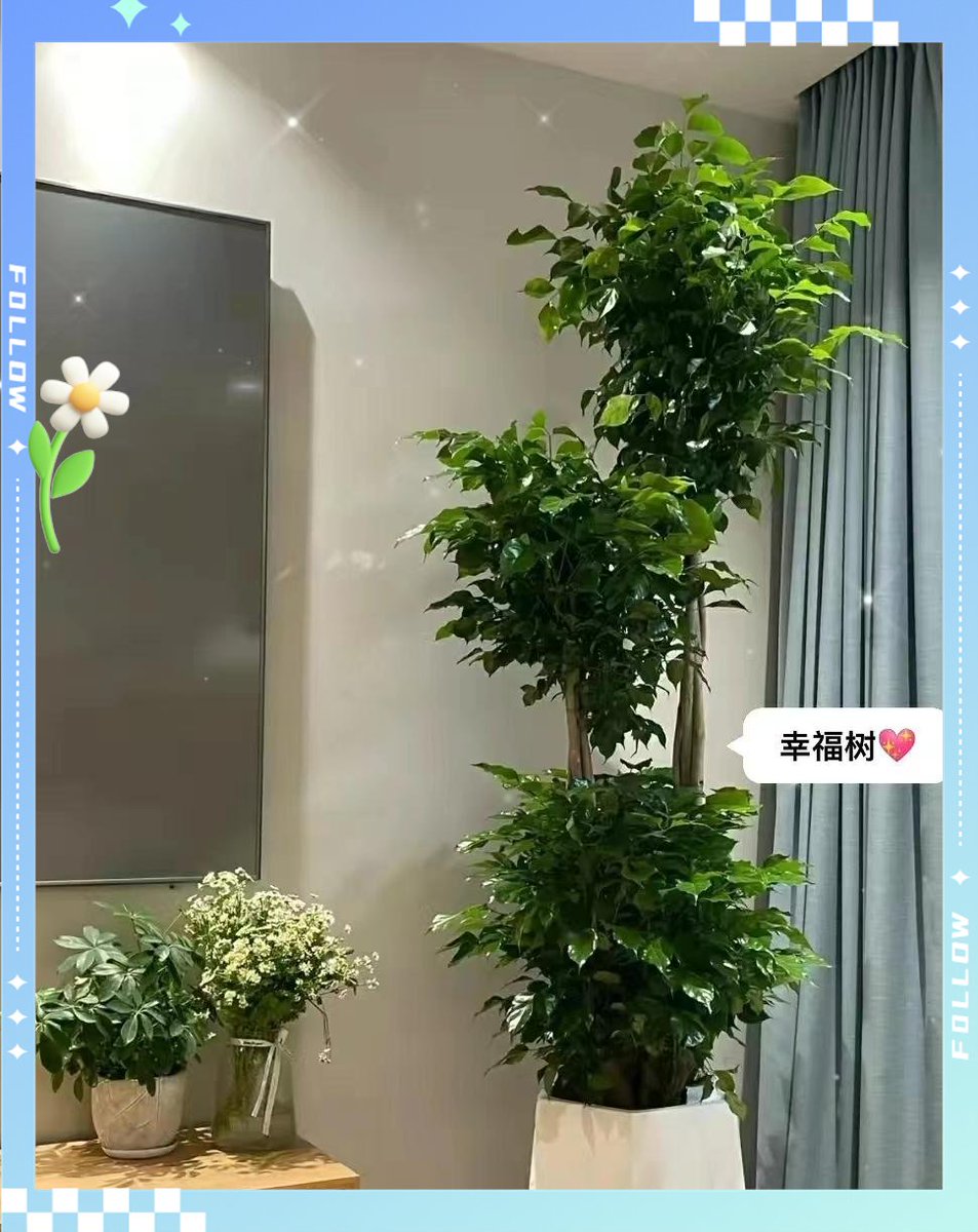 sweel731613's tweet photo. My office plant tried to sneak into the team photo today—looked way more eager to join the group huddle than I was! https://t.co/5skgasgm4T