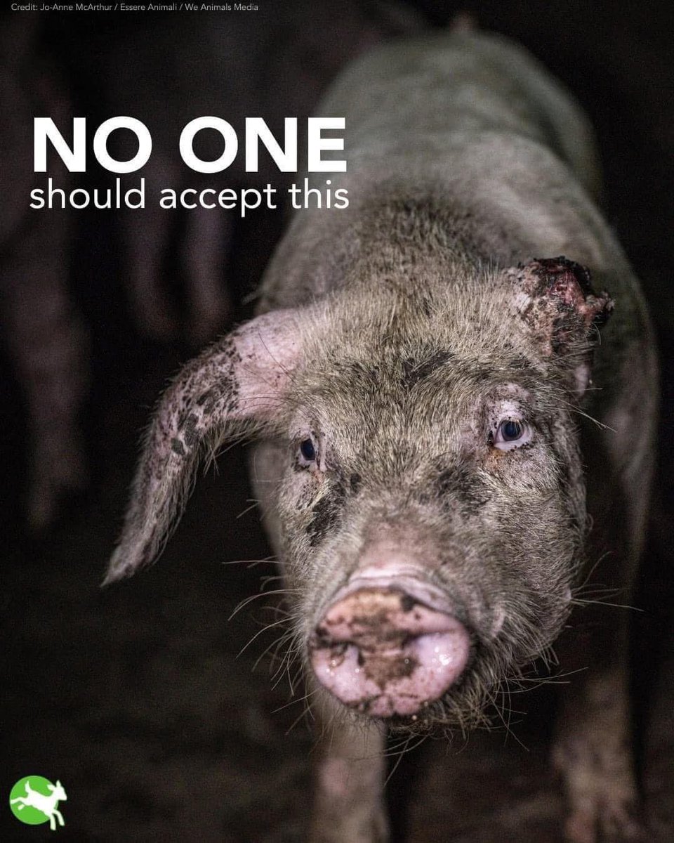 philip_ciwf's tweet photo. It’s #FarmAnimalsAwarenessWeek
‘In a world where you can be anything, be kind’
Farm animals deserve a life worth living not the cruel, caging and confinement of #FactoryFarming
It’s the biggest abuse of animals on our planet and shames us all
#BeKindToAllKinds
#EndTheCageAge
@CIWF_Global