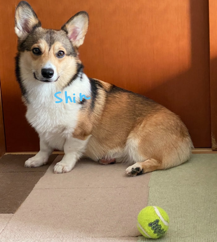 CorgiShinchan's tweet photo. ←ボール投げて取って来てくれたらおやつって遊びしてたんだけどおやつしまったらボールに興味なししんちゃん😂
写真撮られてるのに気付きどや顔するしんちゃん😂→
親バカだけどイケメンだね♡
#コーギー
#Corgi
#犬好きさんと繋がりたい https://t.co/ySCYK2qRDK