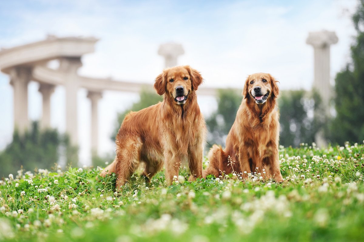 craba650819's tweet photo. Nothing beats coming home to a wagging tail and a waiting purr—pets turn ordinary days into warm, fuzzy memories ， https://t.co/9lb6G4gzC5