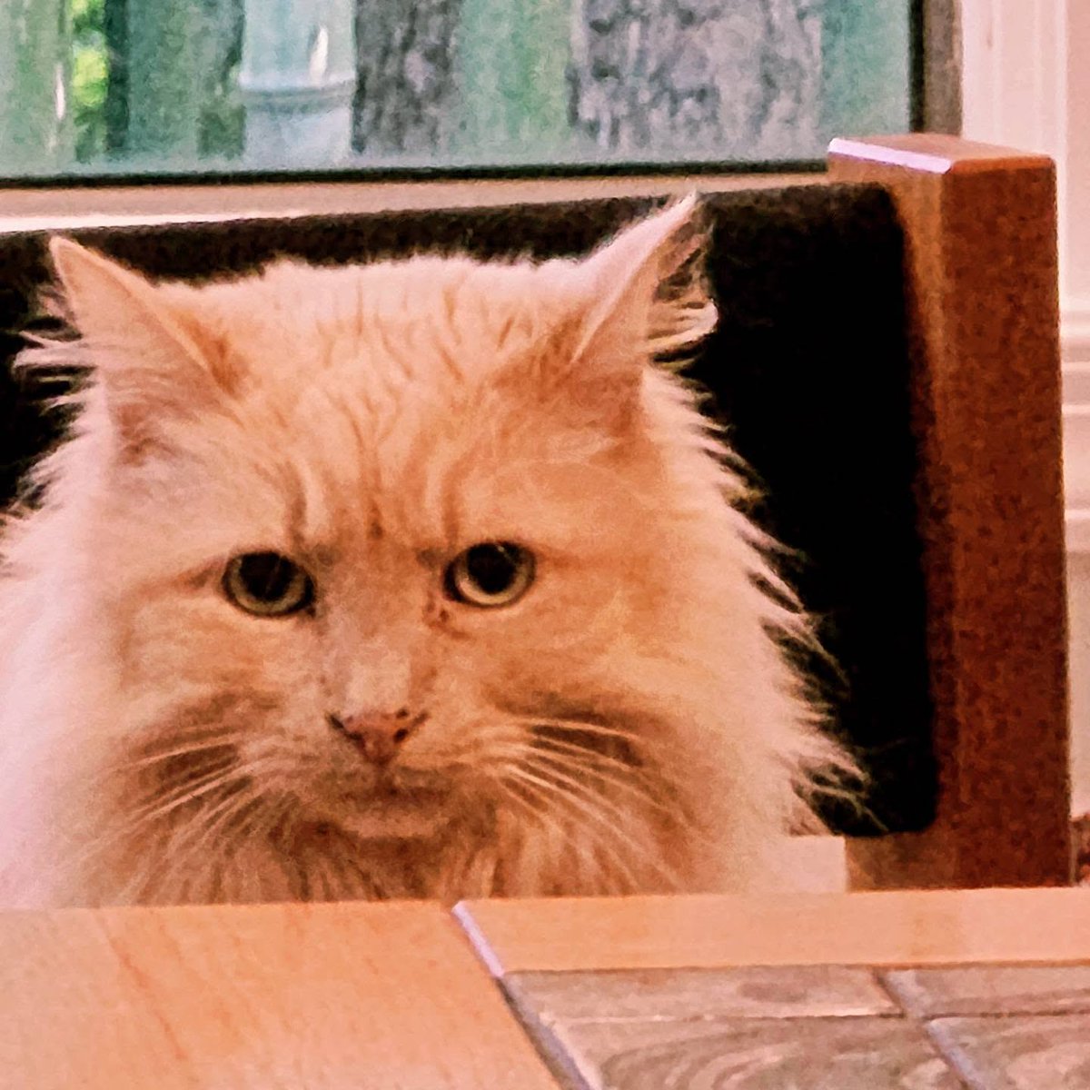 JacksonMurer's tweet photo. Head of the table: Boxer. https://t.co/Z5EUCcOVXk