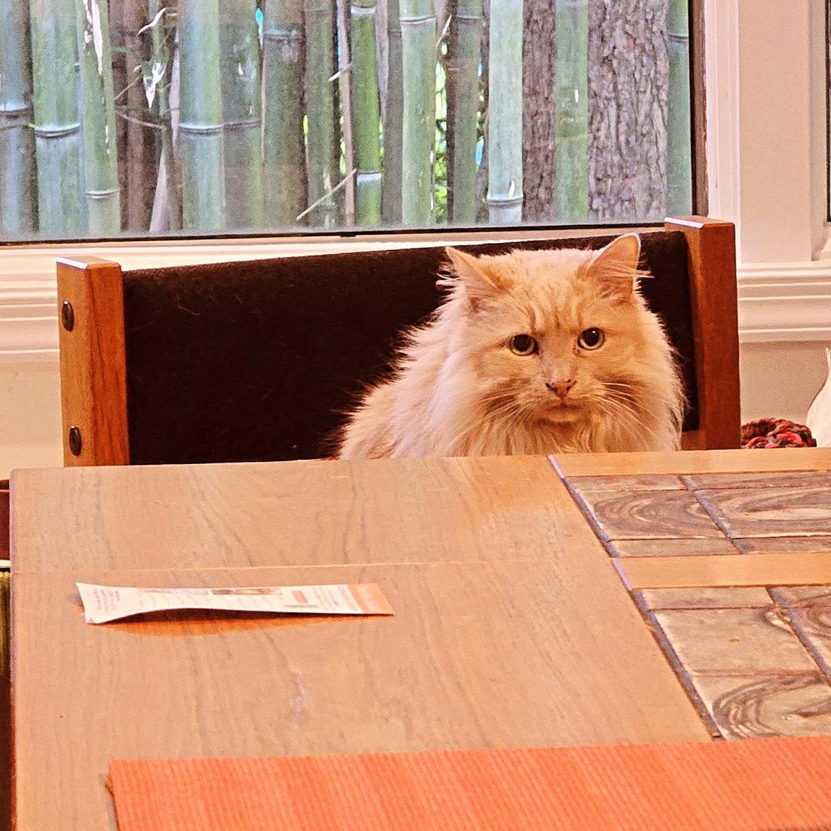 JacksonMurer's tweet photo. Head of the table: Boxer. https://t.co/Z5EUCcOVXk
