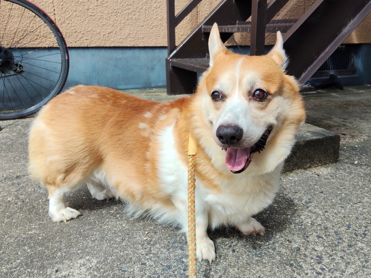 y9EEWgH0AJ69271's tweet photo. 夕方のお散歩行ってきました🐶☀
お外のアチアチはなくなって歩き安いです😊🐶 https://t.co/I8Pfmv8JUo