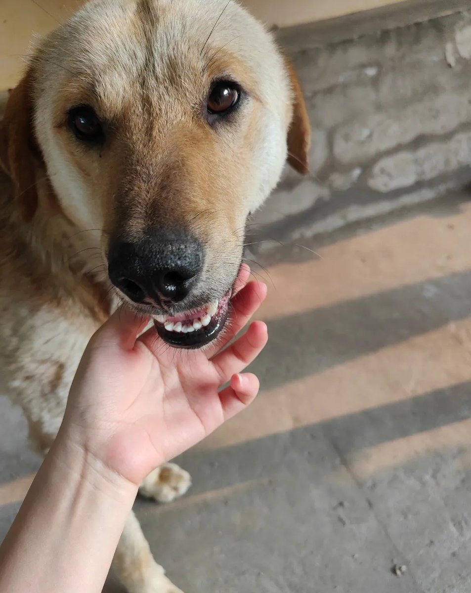 blueq476537's tweet photo. Nothing beats coming home to a wagging tail and a snuggly sidekick. Pet days = best days ， https://t.co/0cJuee8uWS