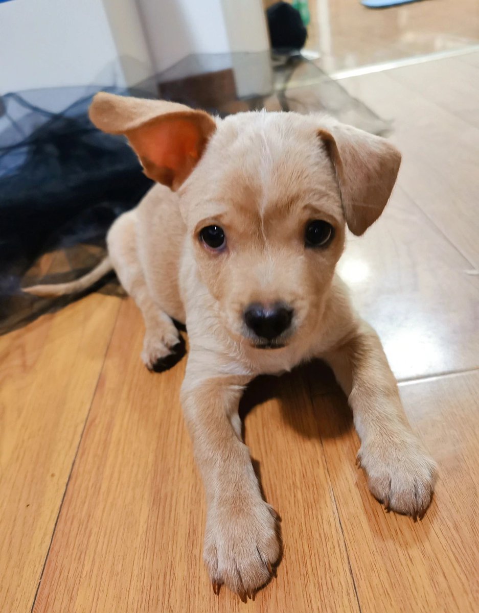 berri284807's tweet photo. My tiny pup turned 6 months old today! From wobbly little guy to zooming fur baby in just 180 days—can’t get enough of this snuggly, mischievous growth progress ， https://t.co/x5dzbyf9WC