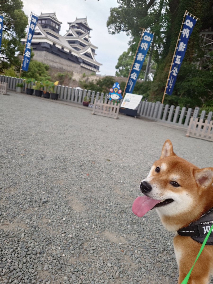 mmzkjin's tweet photo. さんぽ。
ふくじろう https://t.co/xZs9qqP8Mp