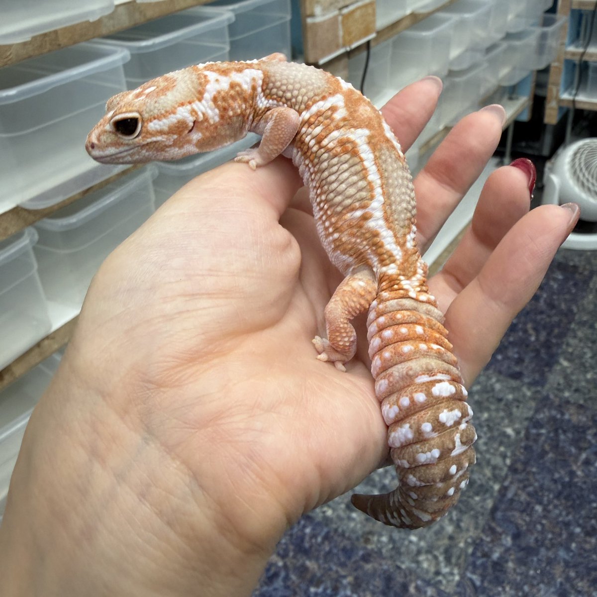 DREXX_Toda's tweet photo. 🖤 BIGレプ連れていきます🦎

存在感抜群のブラックナイト、 今回のBIGレプにも連れていきます🔥
そして、もちろんニシアフも♪
今回は私の独断と偏見で、 「どうしてもこの子を見てほしい！」と思う子たちを厳選してお連れします❤️‍🔥

是非会場でじっくりご覧くださいね✨ https://t.co/3LeYLx9mLR