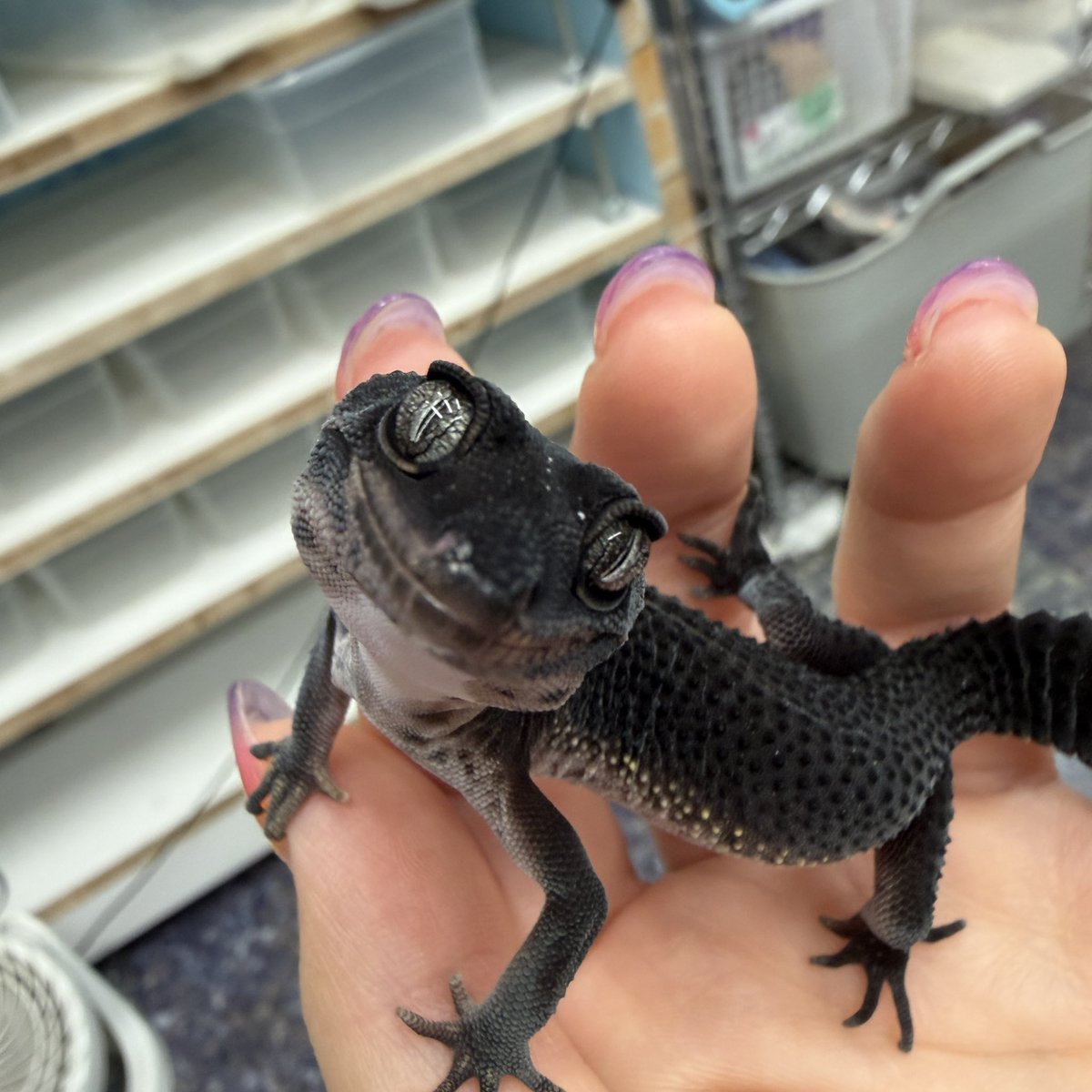 DREXX_Toda's tweet photo. 🖤 BIGレプ連れていきます🦎

存在感抜群のブラックナイト、 今回のBIGレプにも連れていきます🔥
そして、もちろんニシアフも♪
今回は私の独断と偏見で、 「どうしてもこの子を見てほしい！」と思う子たちを厳選してお連れします❤️‍🔥

是非会場でじっくりご覧くださいね✨ https://t.co/3LeYLx9mLR