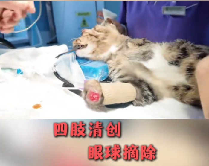 Wqa3O's tweet photo. 看哭了！！！
名为予安的小猫咪
惨遭毒手，四肢被残害，双眼被挖
弱小的生命承受了难以想象的痛苦
 不爱，请别伤害
愿施暴者得到应有的谴责
也希望予安后续能够安稳渡过难关
 为予安伸张正义！！！
发射！！！
https://t.co/9cx0D5vnMV https://t.co/00VYAl99Gx
