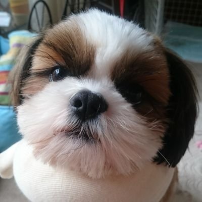 animal_Love05's tweet photo. #横浜 #神奈川 #迷子犬 #シーズー #JapanLostPets
2020年7月26日に神奈川県横浜市南区で迷子になったシーズーのハックちゃん。

家族が一日も早く抱っこしたくて待ち続けている子、2026年9月も捜索中！情報が急募です！
焦げ茶色の背中に白い一本線。雷に驚いて家から飛び出した後すぐ、車で連れていかれました。

見かけたら@cPh7dKB1qGmnfgrに写真と場所をDMで！#LostDog