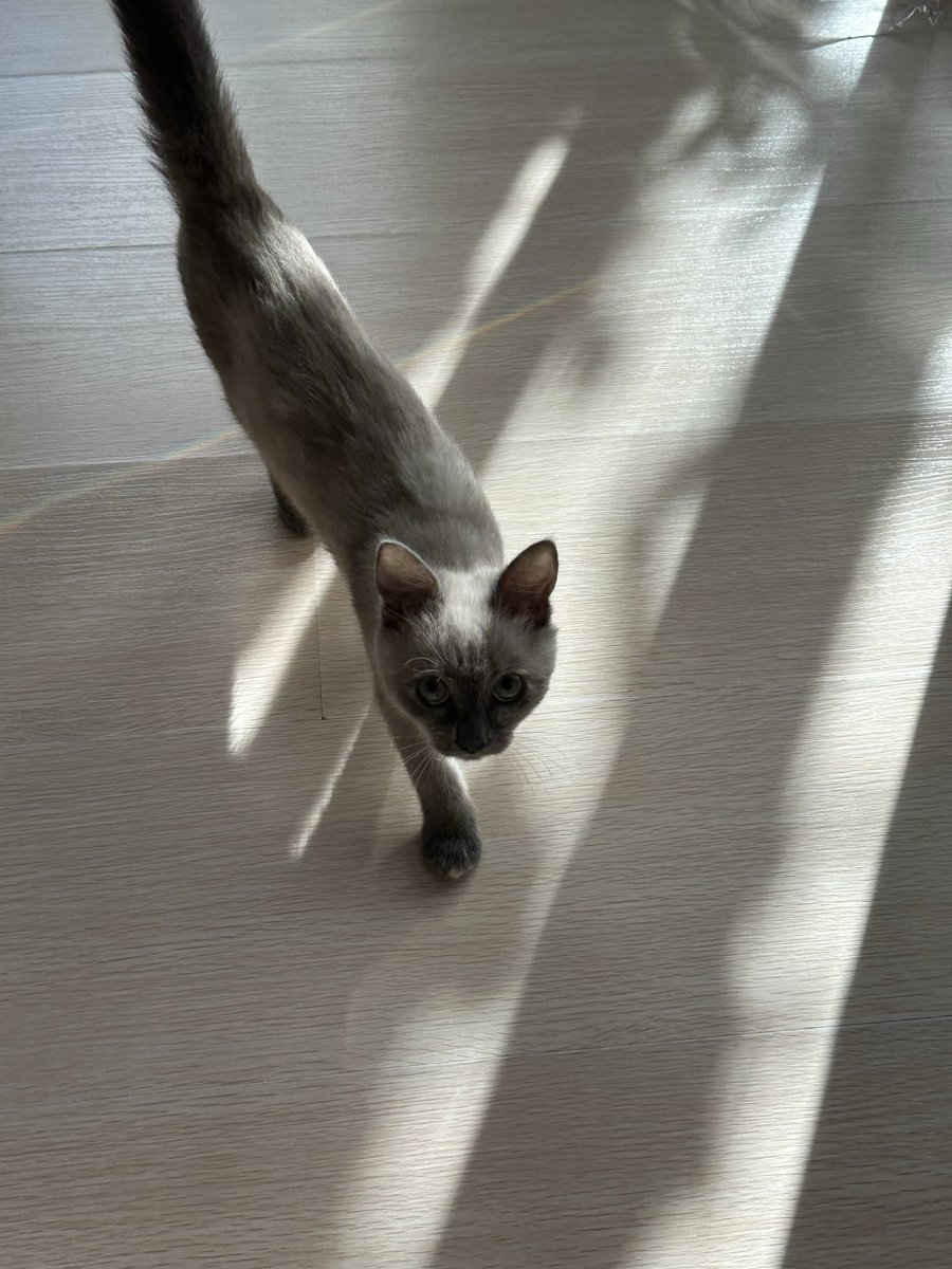 amoursideral's tweet photo. Расцарапал мне всю шею https://t.co/Qm5vPwjloA