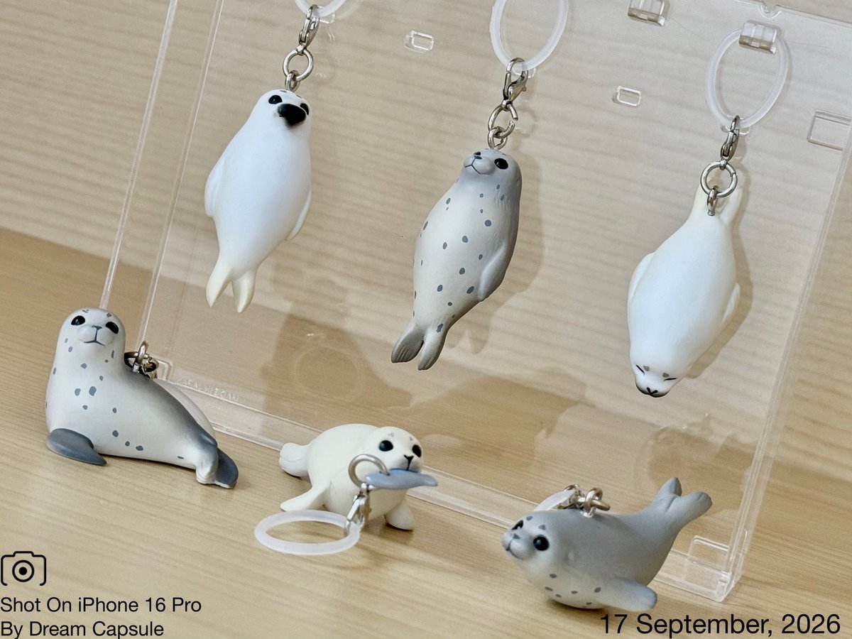 dreamcapsuleCEO's tweet photo. 🌟新入荷ガチャ商品プレゼントCP🌟

便利なリング付き！置いても可愛いアザラシのチャームが登場🦭
「アザラシ マーカーチャーム」

フォロー&amp;RP(RT)していただいた方の中から抽選で2名様に全6種セットをプレゼント🎁

ドリカプへの入荷日とキャンペーン詳細は↓

#ドリームカプセル #ガチャ専門店 https://t.co/5JmcZLkQyj