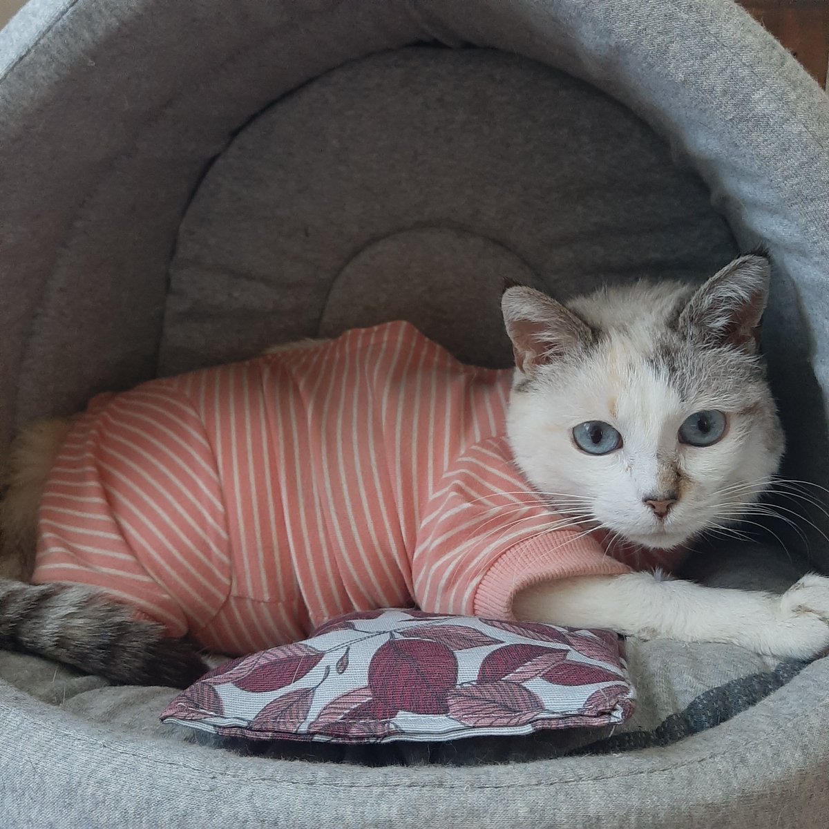 Line2319Line's tweet photo. Ma petite Myrcella je t ai accompagné jusqu'à ton dernier souffle et c'est tellement difficile de prendre une telle décision mais je l ai fais par amour
Je ne sais pas comment je vais vivre sans toi mon bébé d amour 
Tu me manques déjà terriblement 
🙏🙏❤😿😭😭😭😭 https://t.co/x6Lk3J581C
