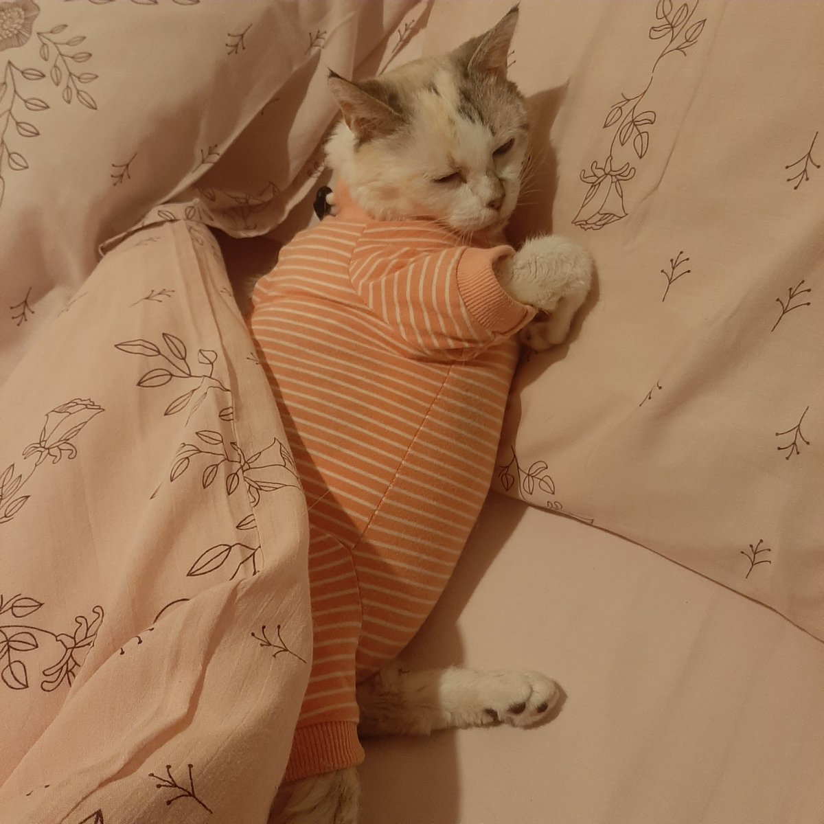 Line2319Line's tweet photo. Ma petite Myrcella je t ai accompagné jusqu'à ton dernier souffle et c'est tellement difficile de prendre une telle décision mais je l ai fais par amour
Je ne sais pas comment je vais vivre sans toi mon bébé d amour 
Tu me manques déjà terriblement 
🙏🙏❤😿😭😭😭😭 https://t.co/x6Lk3J581C
