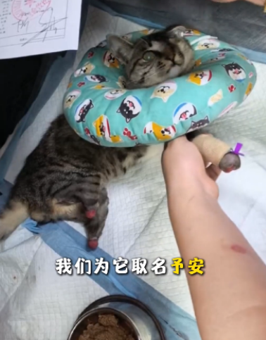 Wqa3O's tweet photo. 看哭了！！！
名为予安的小猫咪
惨遭毒手，四肢被残害，双眼被挖
弱小的生命承受了难以想象的痛苦
 不爱，请别伤害
愿施暴者得到应有的谴责
也希望予安后续能够安稳渡过难关
 为予安伸张正义！！！
发射！！！
https://t.co/9cx0D5vnMV https://t.co/00VYAl99Gx