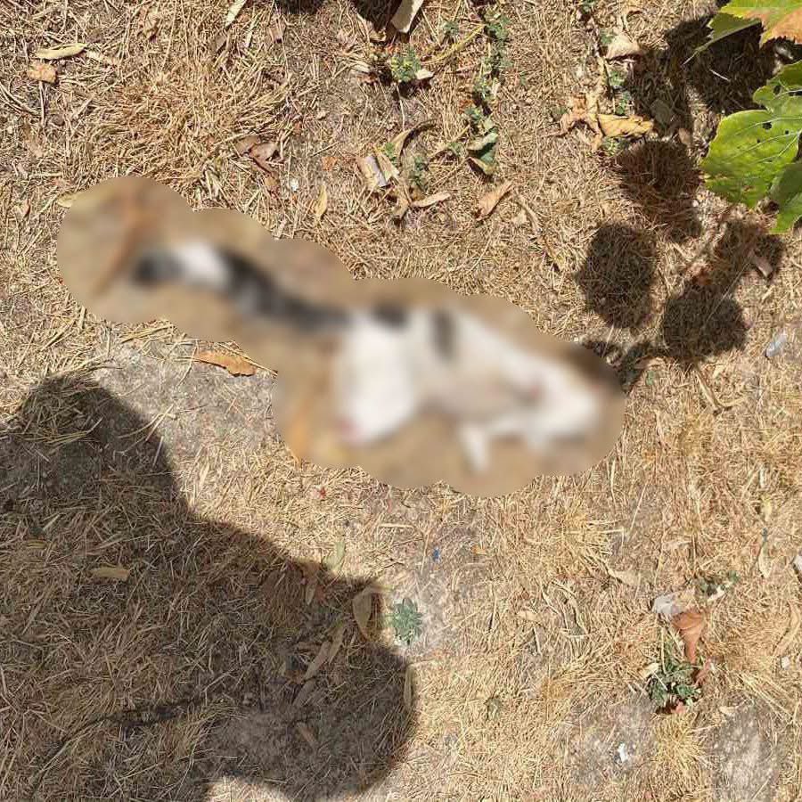 guclusinemm's tweet photo. Kütahya Çiniciler Çarşısı'nda esnaf tarafından beslenen kedi patileri kesilmiş  halde bulundu.  
Olayla ilgili polis ekipleri inceleme başlatmış . Hayvanlara yapılan zulüm arşa ulaştı sayın @RTErdogan https://t.co/X2An6QEpgA