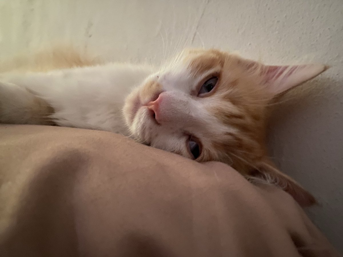Indiramnk1's tweet photo. Everyday mood udin : 🥱 https://t.co/CHLUuAuBHU