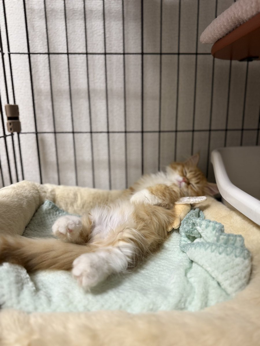 katsu_kou_'s tweet photo. こういうの求めてフォルダ漁ったら猫とは思えないくらい腹出して寝てる写真くらいしかなかった…
なんぁこの可愛い生物 https://t.co/mr6tt7GXlW