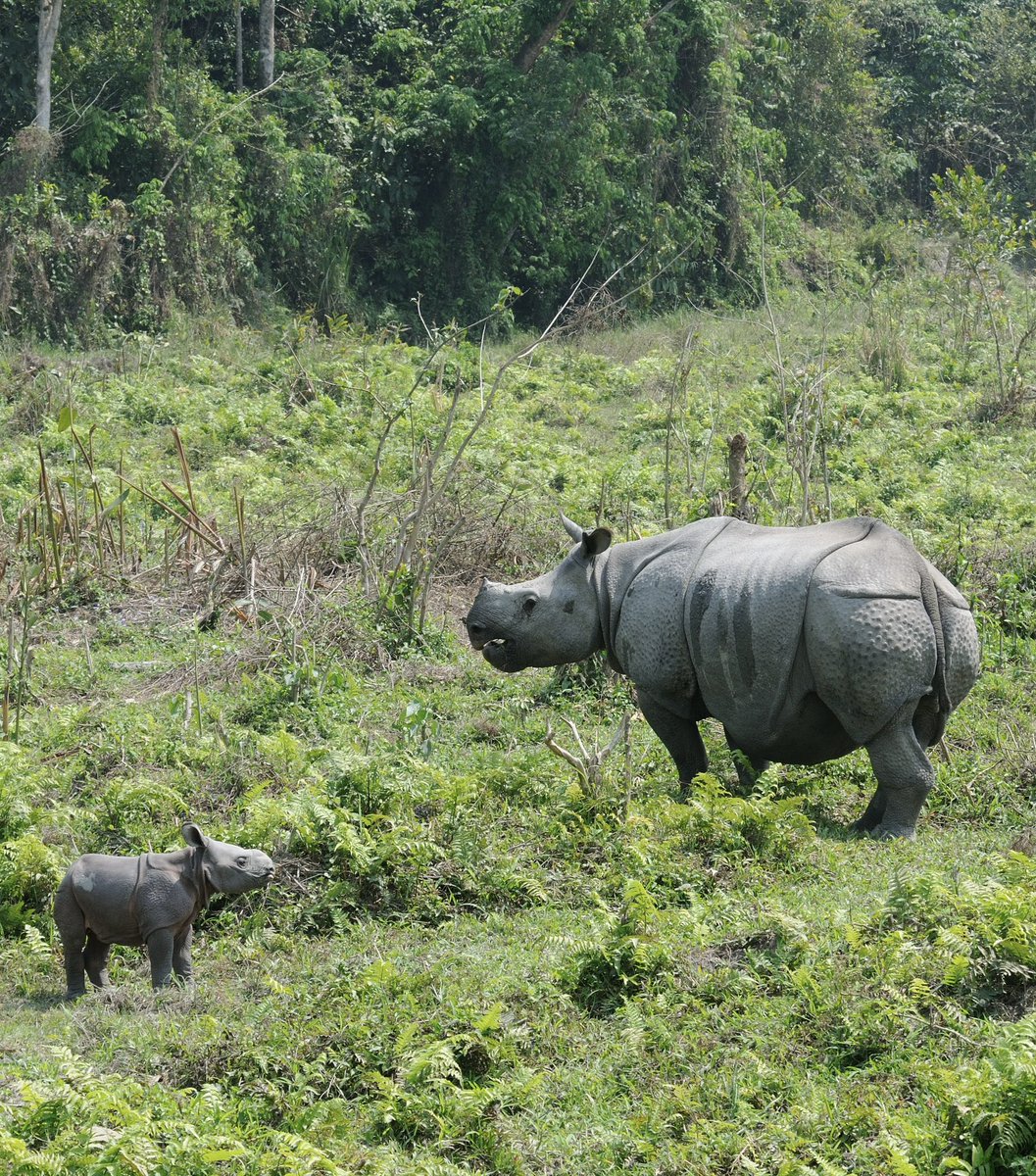 ParveenKaswan's tweet photo. That is how new born rhino calves look like. Round and small. 

#WorldRhinoDay is on 22nd sept. https://t.co/c16Ht83eYY