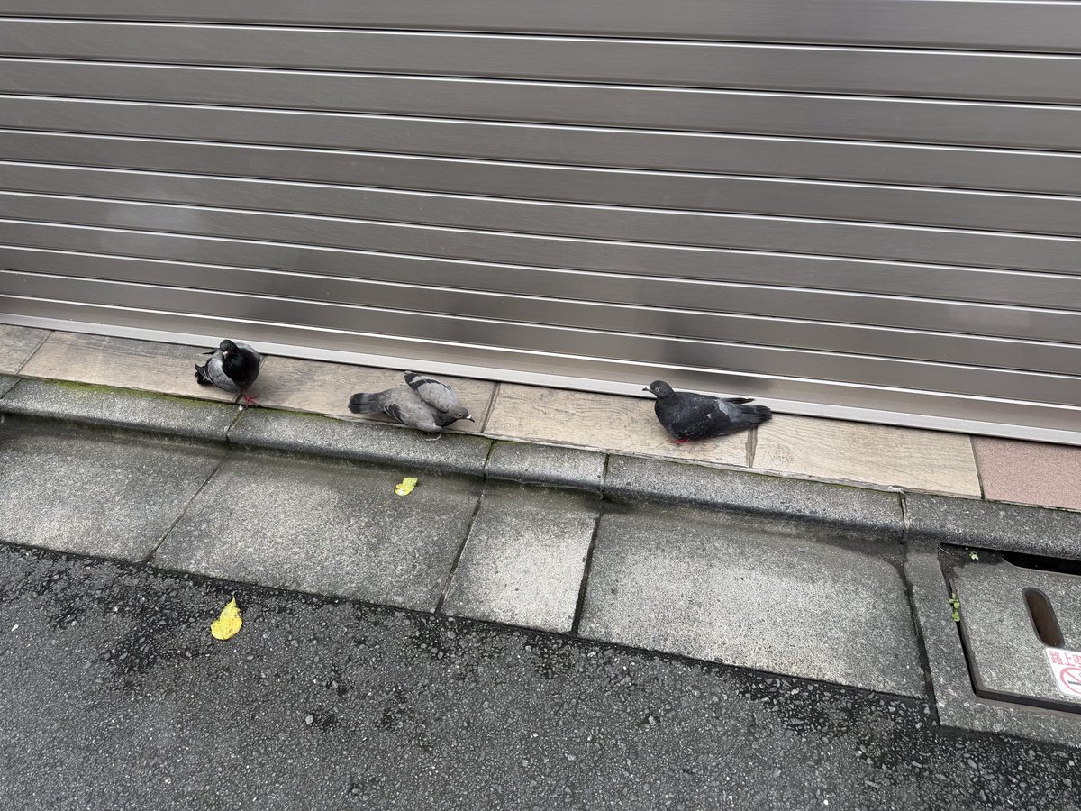 pingpon123's tweet photo. 鳥貴族行きたいなぁ https://t.co/TeQcEvUcbJ