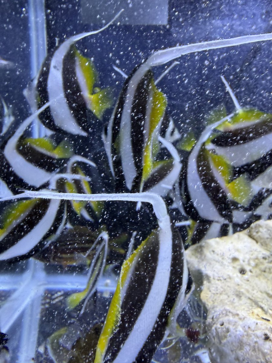 ZARIGANI_18's tweet photo. 9/20 アクアリウムバス
海水魚もお持ちします‼️
・ハタタテダイ
・ムレハタタテダイ
・アヤメエビス
・アカマツカサ
・ナミチョウ
・フウライチョウ
・サクラダイ
・アカオビハナダイ
・オトヒメエビ
内容変わるかもしれませんが今のところ上記個体を予定しております‼️
 #アクアリウムバス
 #アクバス https://t.co/HJVXiaNyzq